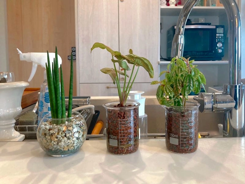 Cây cảnh trong bếp giúp không gian luôn tươi mát