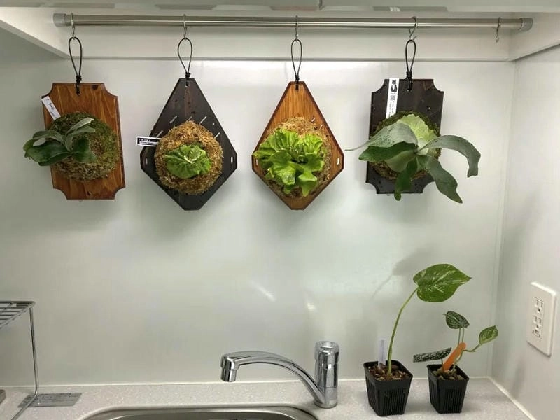 Cây lọc không khí nhà bếp giúp không gian trong lành