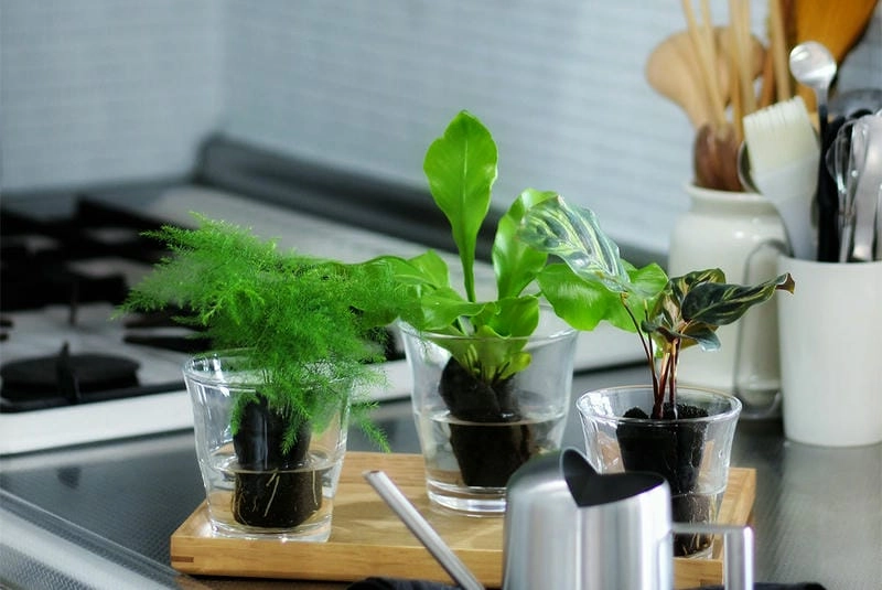 Cây để phòng bếp mang nét xanh mát hiện đại