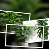 Tuyển tập tranh chibi các loài cây cảnh nội thất đẹp nhất năm 2026