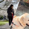 Mastering the process of training your dog to walk calmly on a leash in 2026
