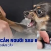 Cách làm chó bớt cắn người lạ và kỹ thuật huấn luyện hiệu quả 2026