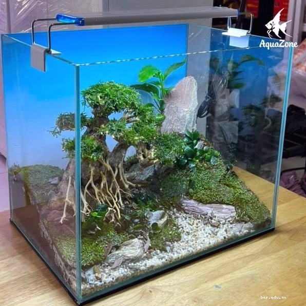 Cách sắp xếp bố cục hardscape thoáng đãng cho hồ thủy sinh nhỏ