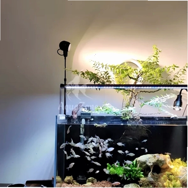 Đèn LED thủy sinh chuyên dụng tích hợp chế độ hẹn giờ thông minh
