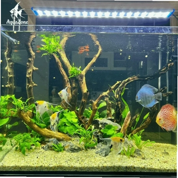 Kiểm tra và xử lý đá lũa trước khi đặt vào bên trong bể cá mini