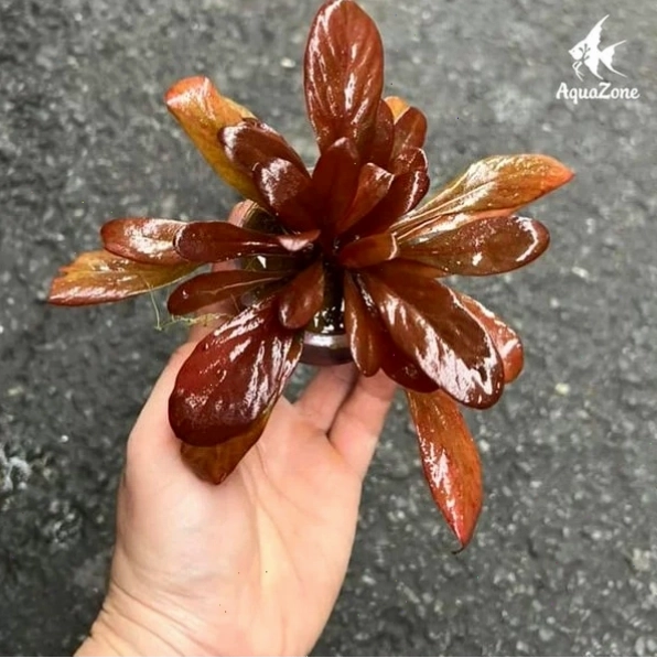 Trồng cây thủy sinh đúng kỹ thuật trong môi trường bể mini