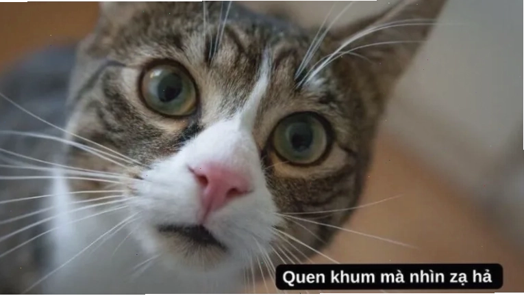 Hinh anh meme ve cac tinh huong hai huoc trong phim chat luong cao