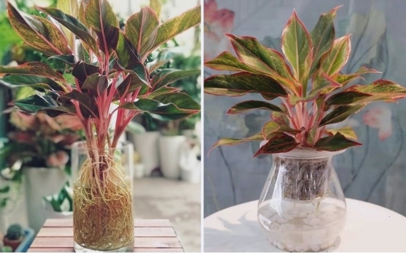 Tranh chibi cây phú quý rạng rỡ màu sắc