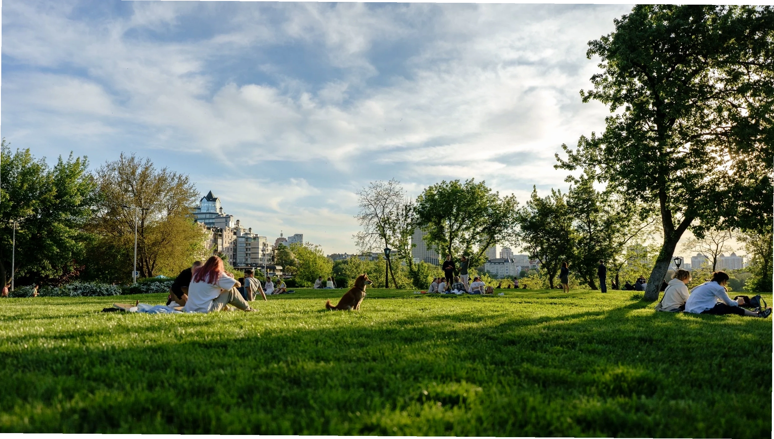 A busy city park with a dog