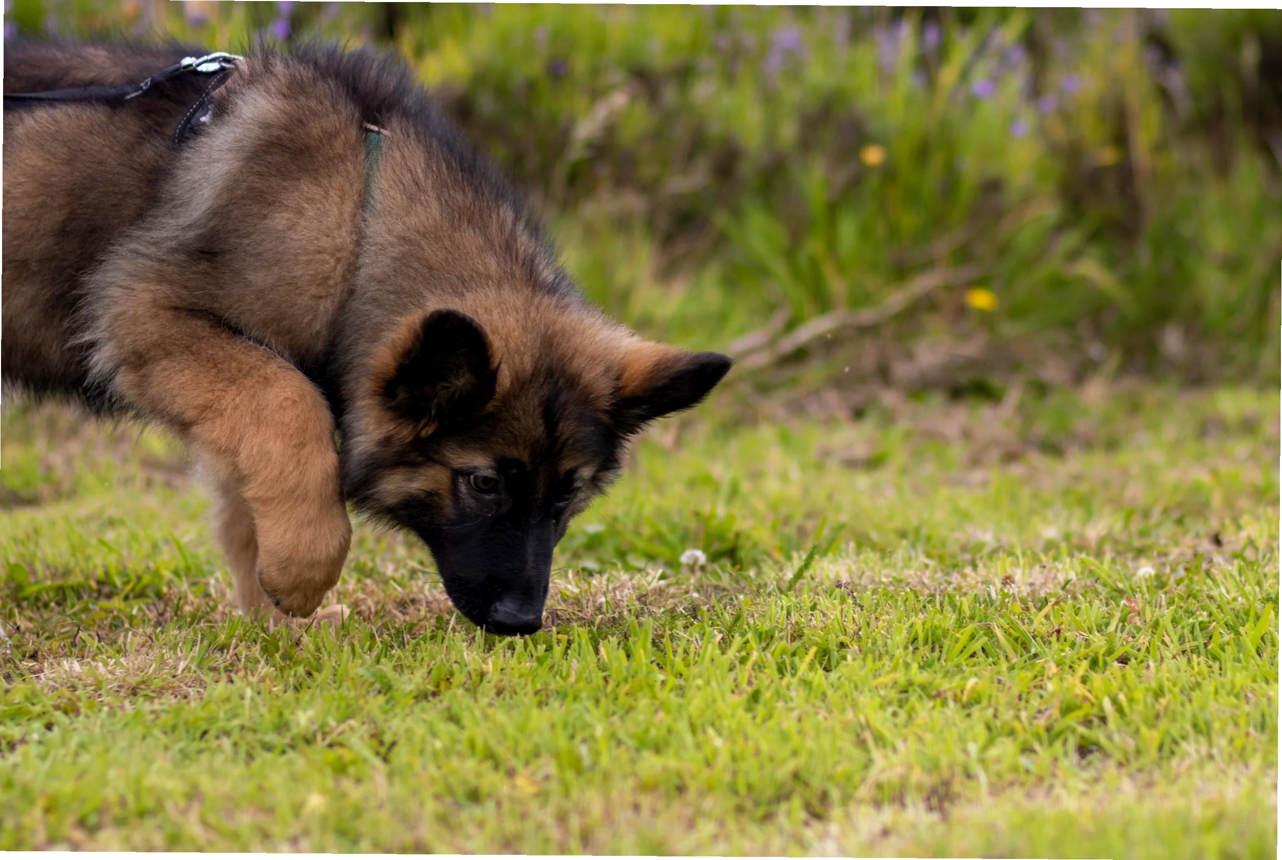 A German shepherd puppy wearing a harness and lead