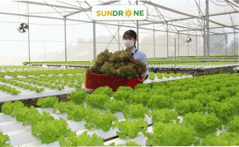 hình ảnh các loại rau củ hữu cơ trồng thủy canh