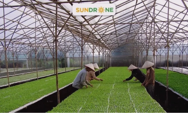 hình ảnh các loại rau củ hữu cơ trồng trong thùng xốp