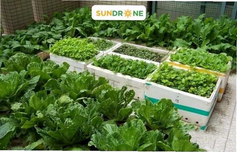 hình ảnh các loại rau củ hữu cơ tươi ngon trong nhà kính