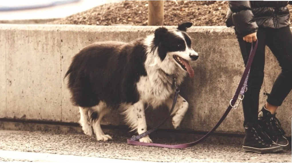 training your dog to walk calmly on a leash