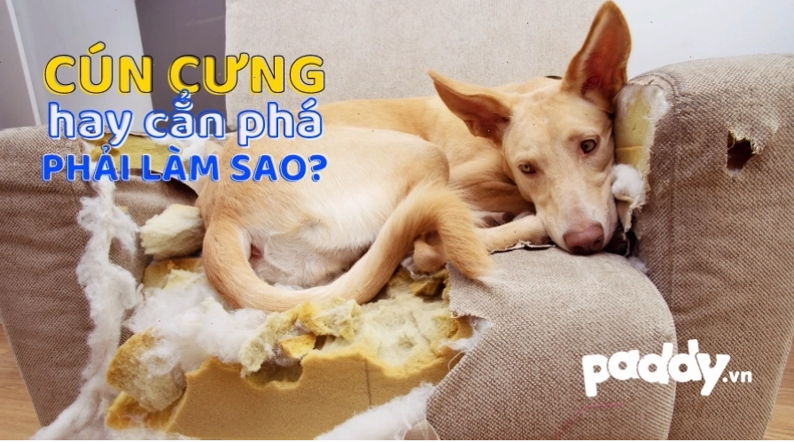 Cách làm chó bớt cắn người lạ bằng các bài tập thực tế