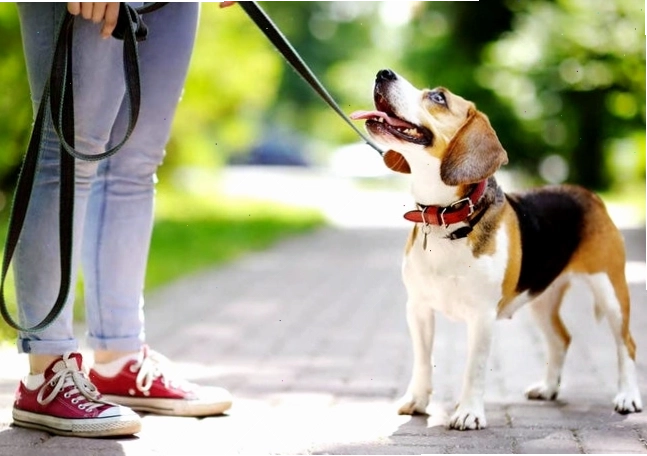 Dẫn chó đi dạo để tăng cường khả năng xã hội hóa