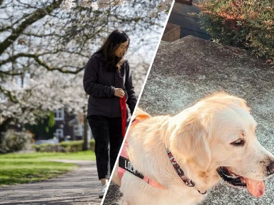 Mastering the process of training your dog to walk calmly on a leash in 2026