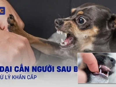 Cách làm chó bớt cắn người lạ và kỹ thuật huấn luyện hiệu quả 2026