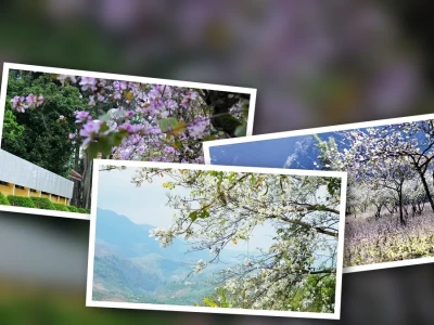 Top địa điểm ngắm hoa ban nở ở Tây Bắc đẹp nhất 2026